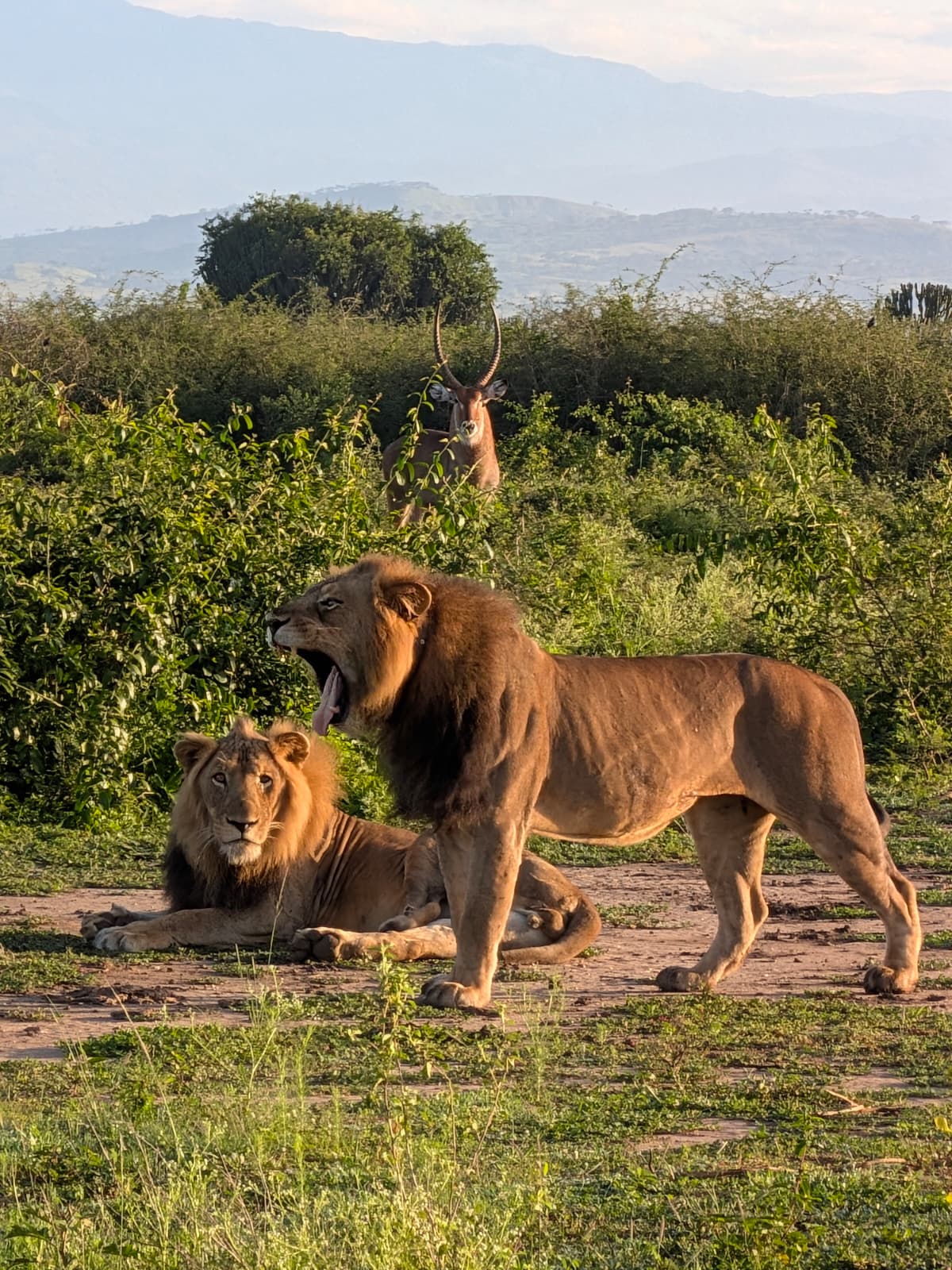 Featured Queen Elizabeth National Park Safari safari package in East Africa